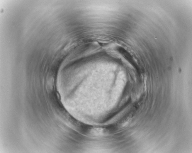 X0000088650227200706221618