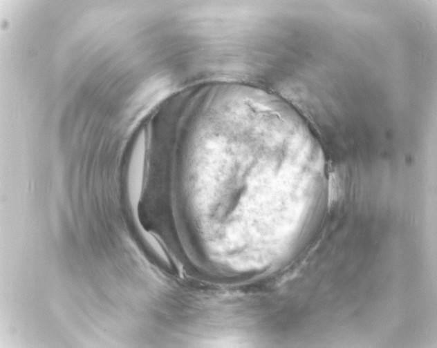 X0000088650243200706221617