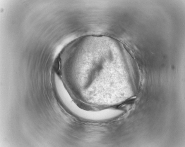 X0000088650244200706221617