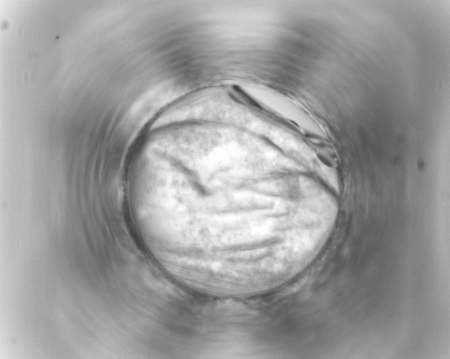 X0000088650290200706221617