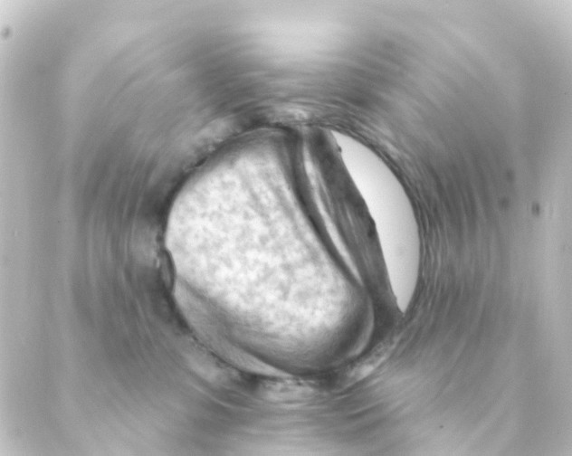 X0000088650331200706221617