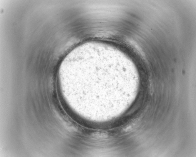 X0000088650354200706221616