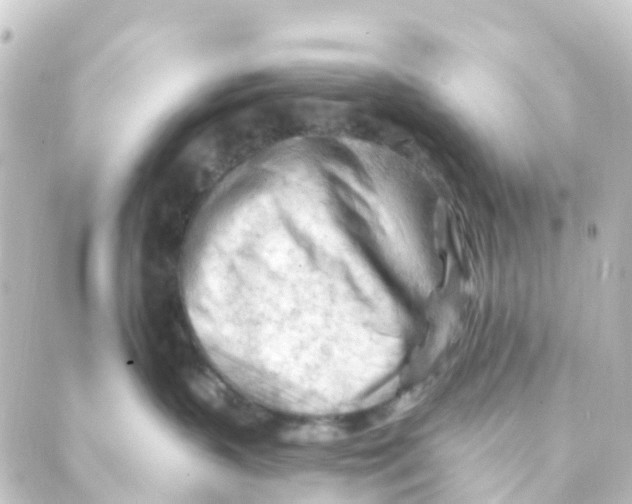 X0000088650383200706221616