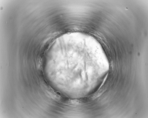 X0000088650423200706221615