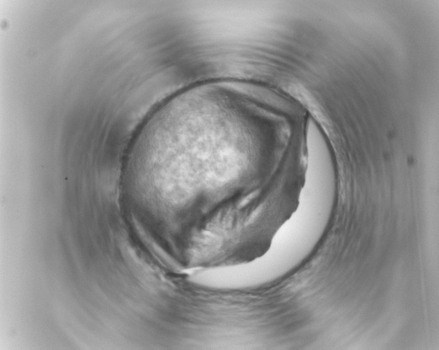 X0000088650434200706221614