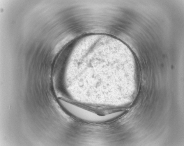 X0000088650437200706221614