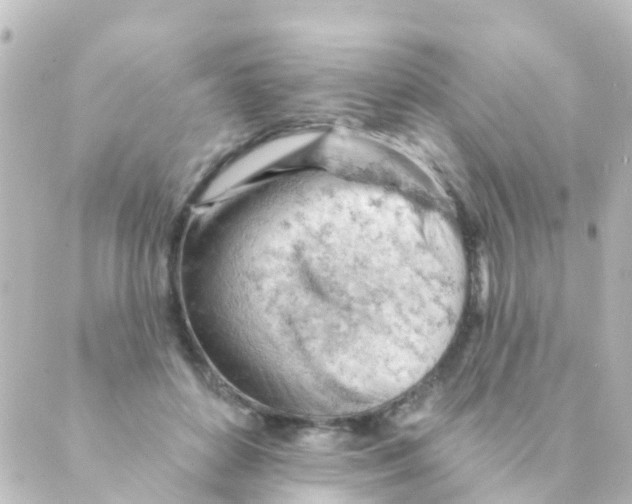 X0000088650504200706221614