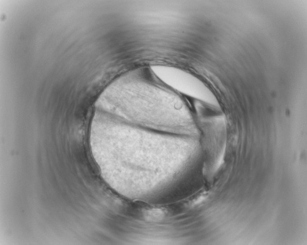 X0000088650513200706221614