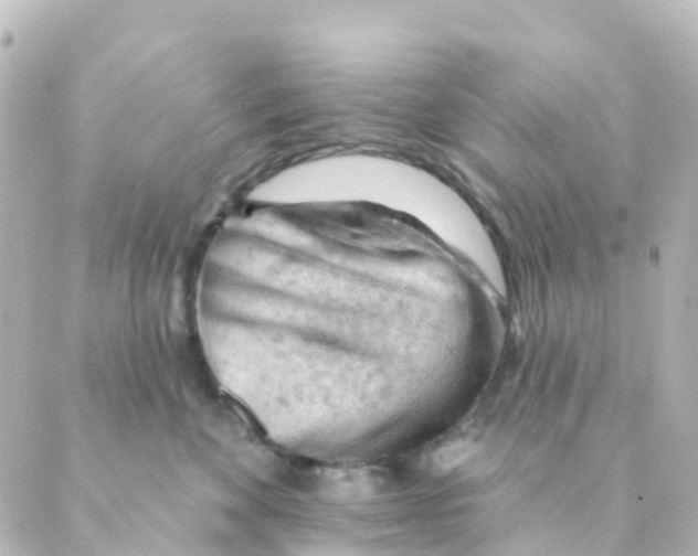 X0000088650524200706221613