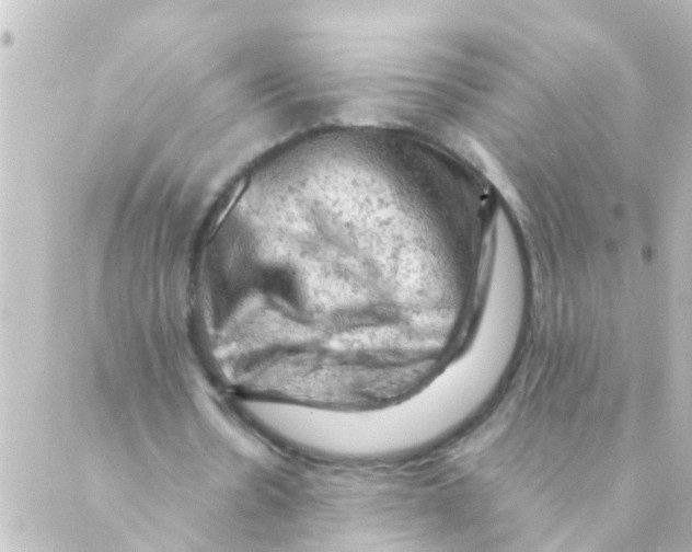 X0000088650530200706221613