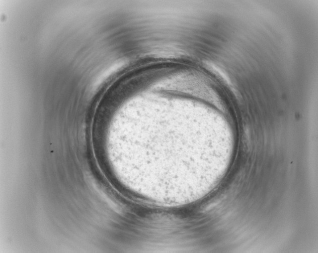 X0000088650535200706221613