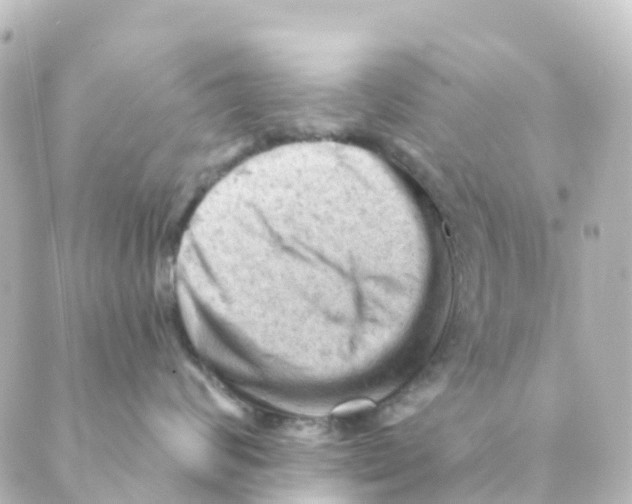 X0000088650624200706221612