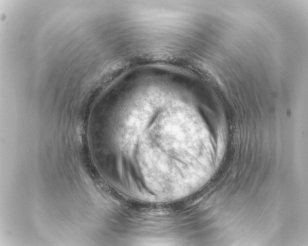 X0000088650643200706221611