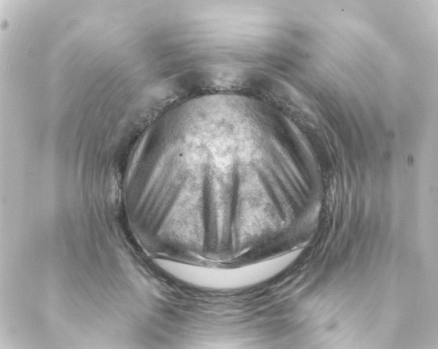 X0000088650651200706221611