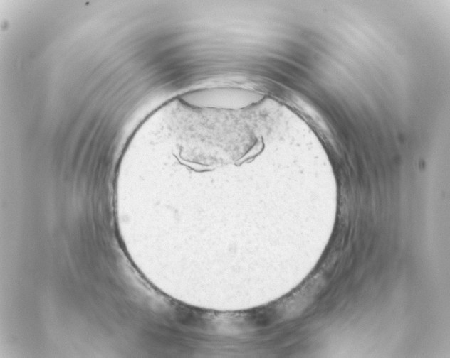 X0000088650808200706221609