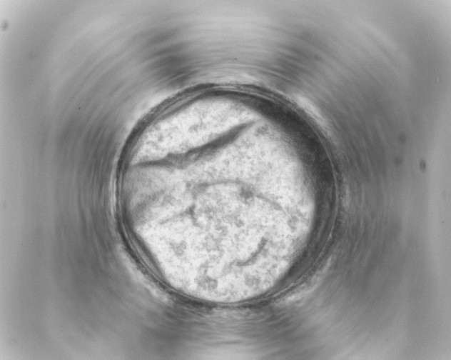 X0000088650840200706221608