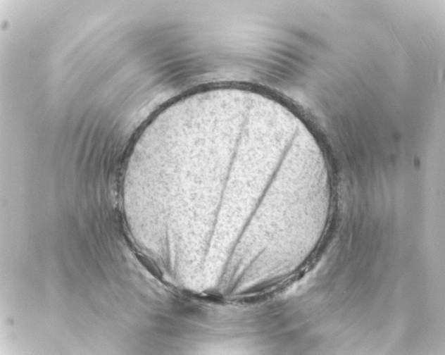 X0000088650929200706221607