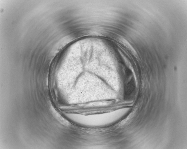 X0000088650938200706221607