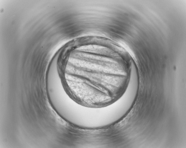 X0000088650996200706221606