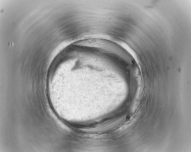 X0000088651005200706221606