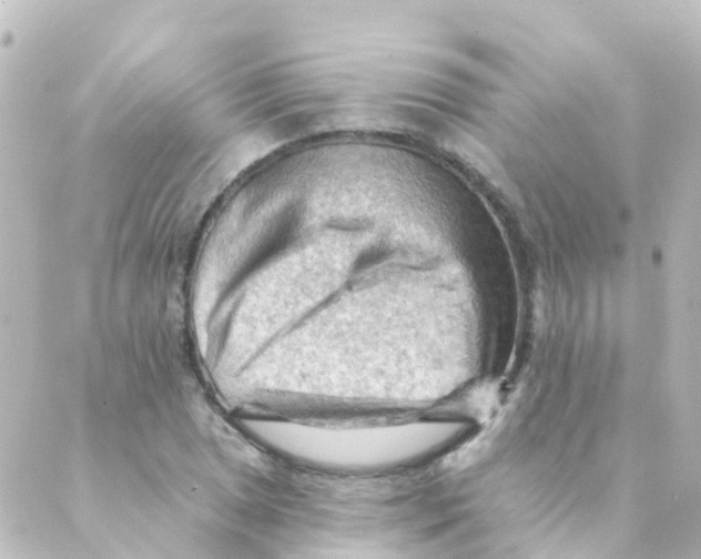 X0000088651025200706221605