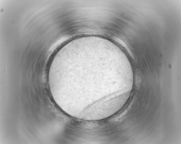 X0000088651074200706221605