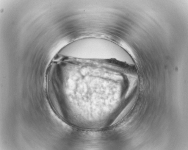 X0000088651095200706221604