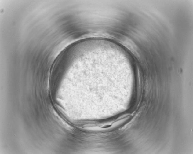 X0000088651228200706221602