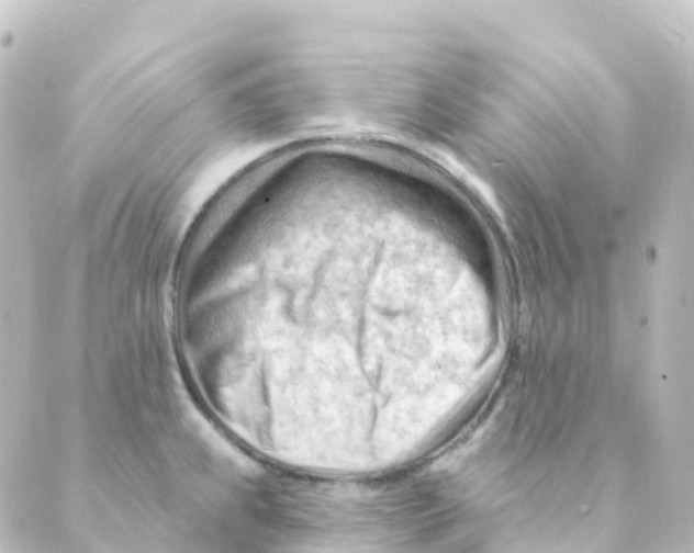 X0000088651239200706221602