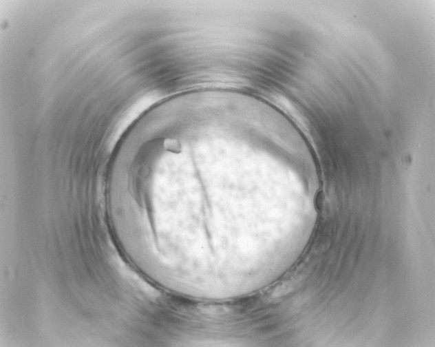 X0000088651243200706221602