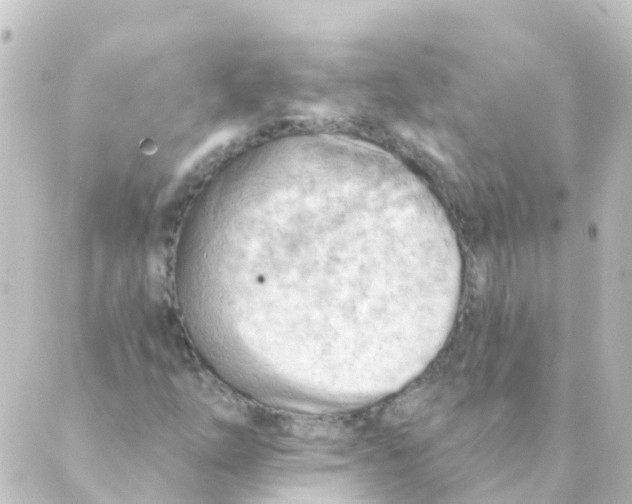 X0000088651254200706221602