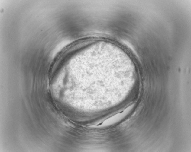 X0000088651267200706221601