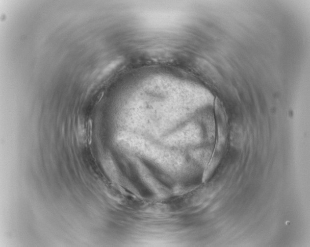 X0000088651298200706221600