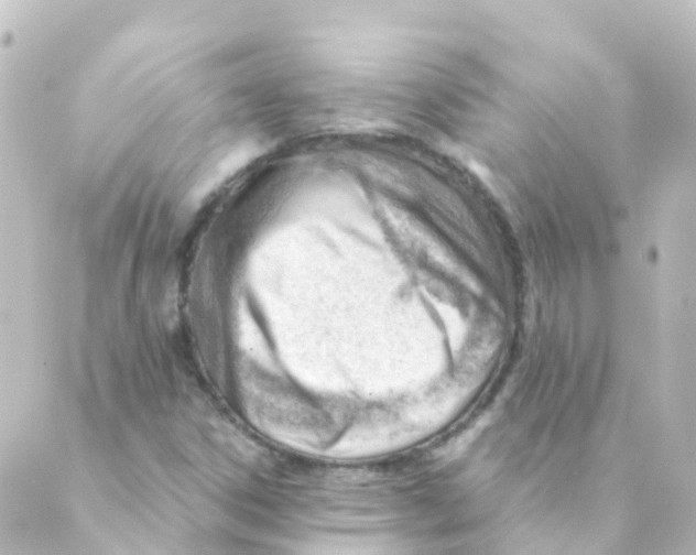 X0000088651306200706221600