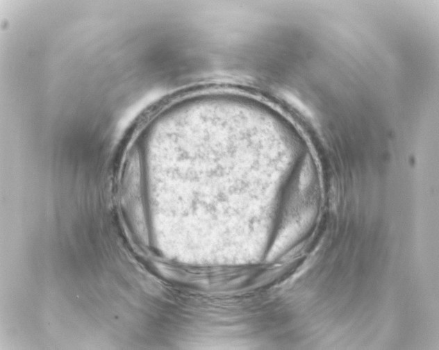 X0000088651310200706221600