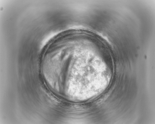 X0000088651311200706221600