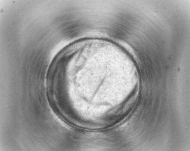 X0000088651335200706221601