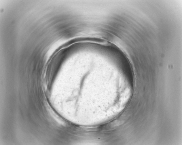 X0000088651344200706221601