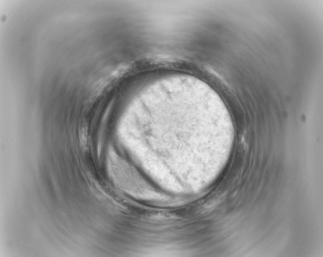 X0000088651348200706221600