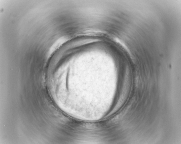 X0000088651362200706221600