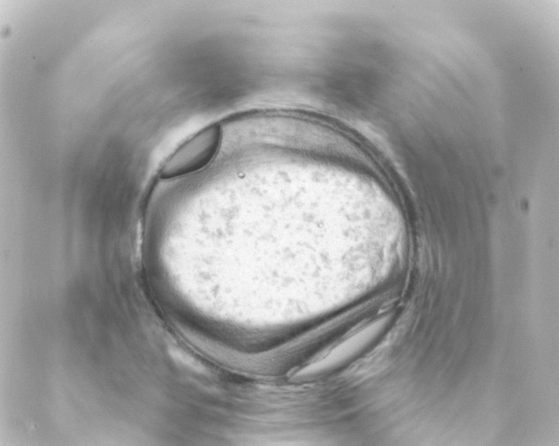 X0000088651366200706221600