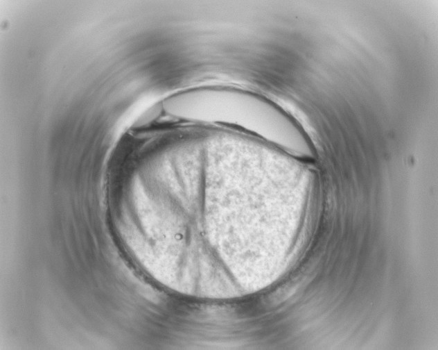 X0000088651375200706221600