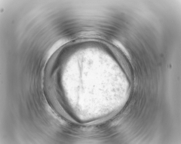 X0000088651386200706221600