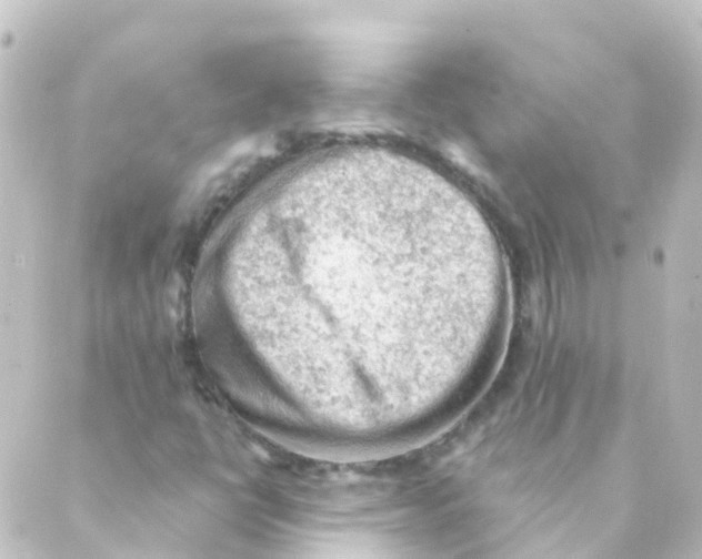 X0000088651398200706221559