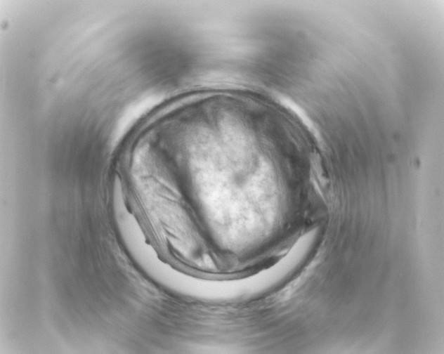 X0000088651461200706221558