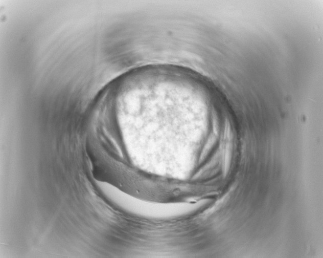 X0000088651505200706221557