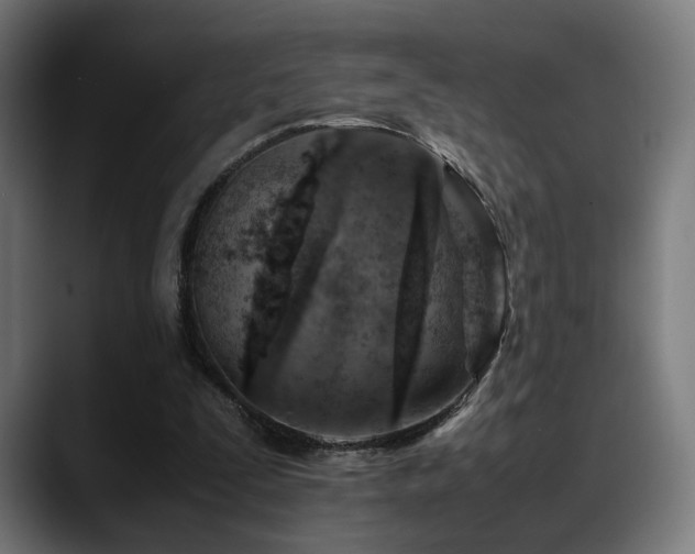 X0000088660295200705251528