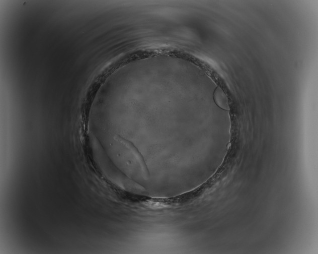 X0000088660871200705251520