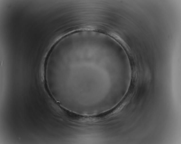 X0000088661083200705251517