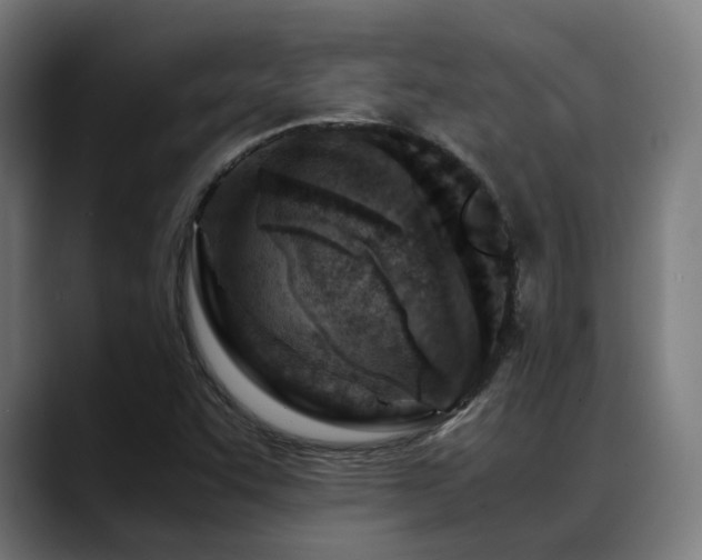 X0000088661455200705251512